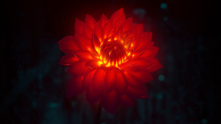 Red flower glowing spider lily 2 - du jin free wallpaper
