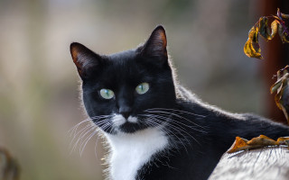 Black white cat mustache blue - brenda chamberlain free wallpaper