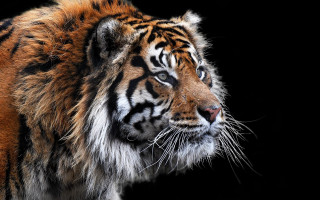 Tiger looking distance black background - andrew law free wallpaper