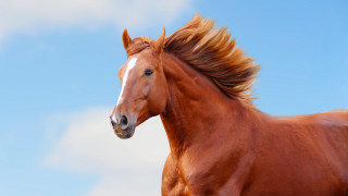 Brown horse white face long - a white face free wallpaper
