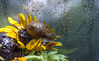 Snail sunflower rain window water - drop of water free wallpaper