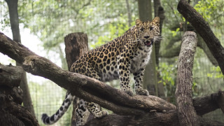 Leopard tree forest fence camouflage - a tree branch in a forest area free wallpaper