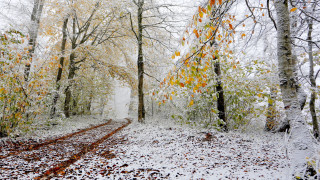 Snowy forest path autumn leaves 2 - a snowy path in a forest free wallpaper