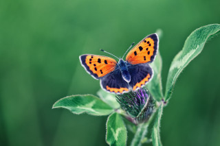 Butterfly leaf sunshine macro artist - wild free wallpaper