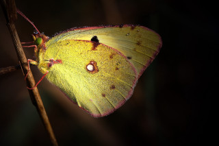 Yellow butterfly white spot macro - a yellow butterfly free wallpaper