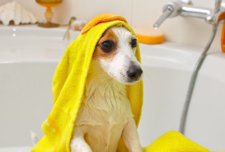 Dog bathtub yellow towel furry - a bathtub free wallpaper