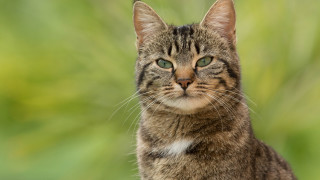 Cat green eyes outdoor animal - a blurry background of grass and bushes free wallpaper