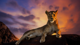 Lion sitting rock sunset clouds - a sunset sky free wallpaper