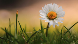 White flower yellow center grass - a single white flower free wallpaper