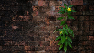 Plant wall yellow flower overgrown - a plant free wallpaper