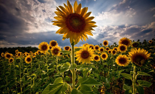 Sunflower field blue sky sunset 2 - a sunflower free wallpaper
