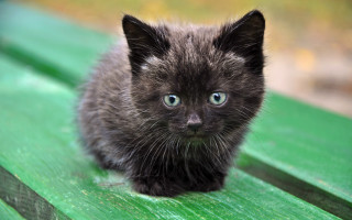 Black kitten blue eyes gothic - gothic free wallpaper