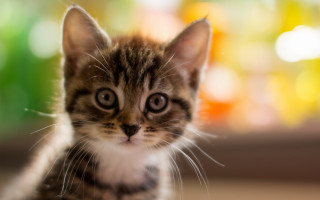 Kitten looking camera blurry window - a small kitten free wallpaper
