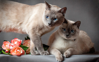 Cats flowers blue eyes bouquet - one cat free wallpaper