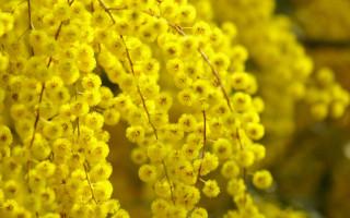 Yellow flowers closeup macro pointillism - pointillism free wallpaper
