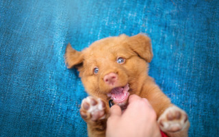 Puppy bluetable bluebackground elfvogelsang cute - a person holding free wallpaper
