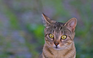 Cat yellow eyes symmetrical shock - symmetrical eye free wallpaper