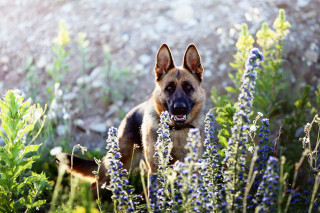 Dog flower field sunlight bush - a field of flowers free wallpaper