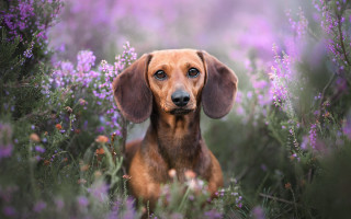 Dog sad flower field portrait - a field of flowers free wallpaper