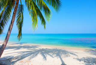 Palm tree beach shadows blue - blue water free wallpaper