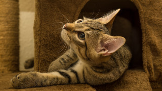 Cat laying cat tree looking - the camera man free wallpaper