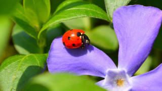 Ladybug purpleflower greenleaves ecologicalart macroblur - a green leafy plant free wallpaper