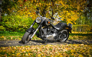 Motorcycle autumn leaves park road - the ground and trees free wallpaper