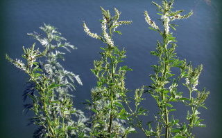White flowers near water macro - a green plant free wallpaper