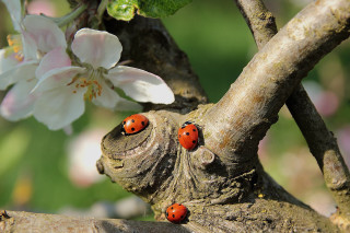 Ladybugs tree branch flower macro - a flower free wallpaper