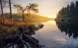 Lake forest sunset magic realism - tree and a forest free wallpaper