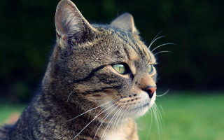 Cat green eyes staring blurry - a green eye free wallpaper