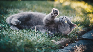 Cat blurry grass flower fireflies - its back in free wallpaper