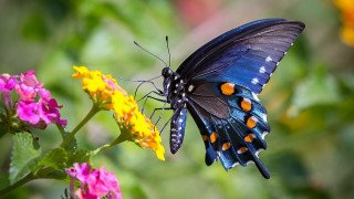 Blue butterfly orange spots flower - its wing free wallpaper