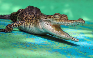 Small alligator open mouth blue - head free wallpaper