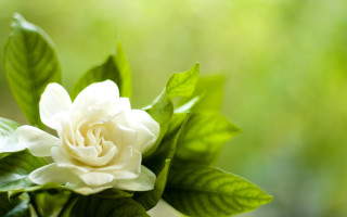 White flower green leaves sunlight 4 - naturalism free wallpaper