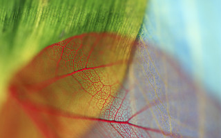 Leaf red green macro blur - macro art free wallpaper