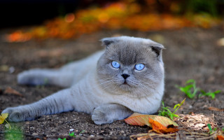 Cat blue eyes autumn surreal - front of it free wallpaper
