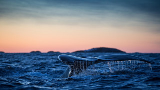 Whale tail sunset ocean island - a small island in the background free wallpaper