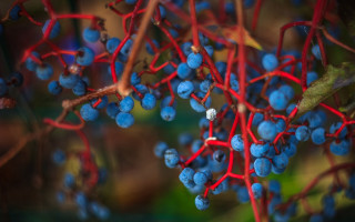 Blue berries branch red stems - branch free wallpaper