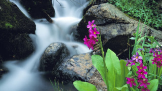Water flowers rocks nature macro - a few flower free wallpaper