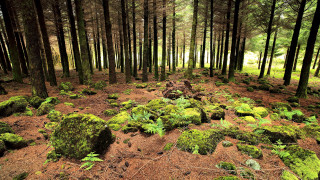 Mossy forest nature bridge scenery - free forest wallpaper