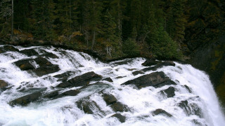 Man rock waterfall forest bear - a bear free wallpaper