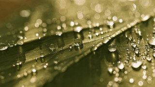 Leaf water droplets bokeh christmas 3 - macro photography free wallpaper