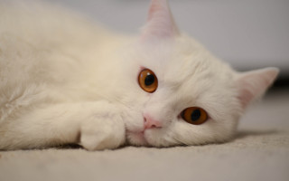 White cat brown eyes sad 2 - brown eye free wallpaper