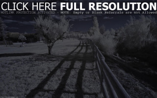 Black white photo field trees - australian tonalism free wallpaper