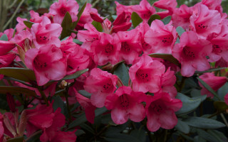 Pink flowers garden blooming leaves - green leaf and stems free wallpaper