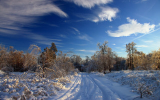 Snowy forest path blue sky 2 - cloud free wallpaper