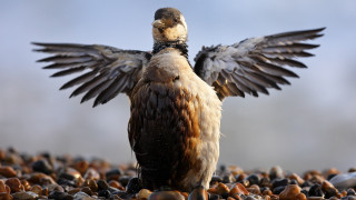 Bird spread wings rocky beach - rocky free wallpaper