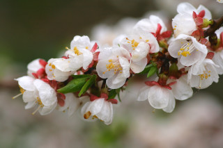 Tree branch white flowers green - a branch of a tree free wallpaper