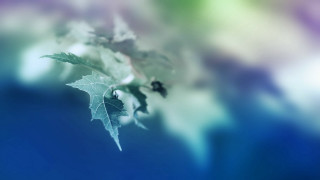 Leaf branch blurry background macro - a leaf free wallpaper